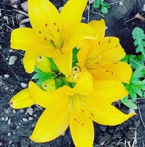 Meet your Posher, Crystal